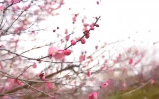 泗洪梅花镇游玩攻略作文，泗洪县梅花镇景点