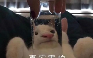 大姨沙雕文案搞笑，大姨沙雕文案搞笑短句