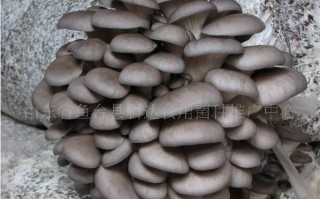 平菇高产栽培技术，平菇高产栽培技术视频