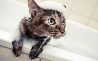 肥猫日记恶搞视频，肥猫日记恶搞视频大全