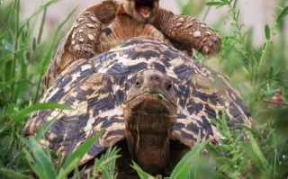 吓人蜥蜴恶搞视频，恐怖蜥蜴视频