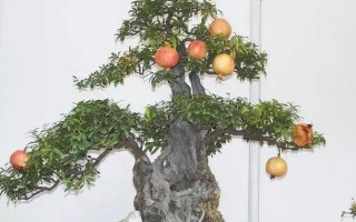 花木修剪技术，花木修剪的基本方法教程