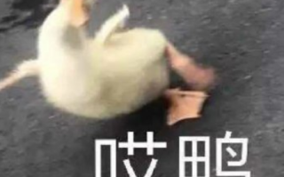 比赛文案沙雕，比赛文案沙雕搞笑