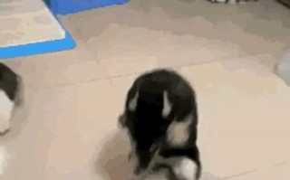 择菜沙雕文案搞笑，择菜沙雕文案搞笑图片