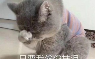 养猫文案 沙雕图片，养猫文案 沙雕图片大全