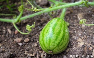 西瓜早期耕地技术，西瓜栽培历史的起源及传播