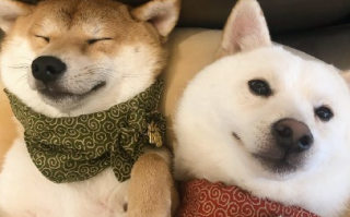 狗图片文案沙雕，狗图片文案沙雕搞笑