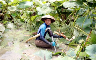 河南莲藕种植技术，河南莲藕种植技术与管理