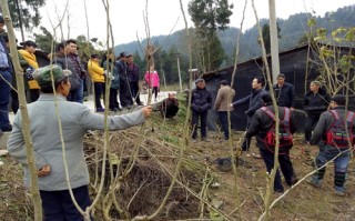 桑树嫁接技术，桑树嫁接技术要点