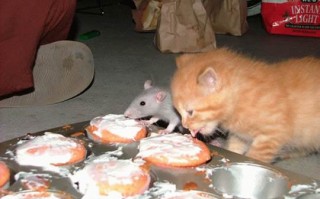 百看不厌的恶搞视频下载，百看不厌的恶搞视频下载软件