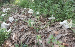 竹荪层架种植技术，竹荪层架种植技术视频